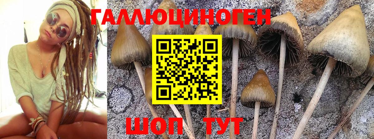Галлюциногенные грибы Magic Shrooms  Псилоцибиновые грибы GOLDEN TEACHER  наркотики  Гурьевск  Вход с VPN 